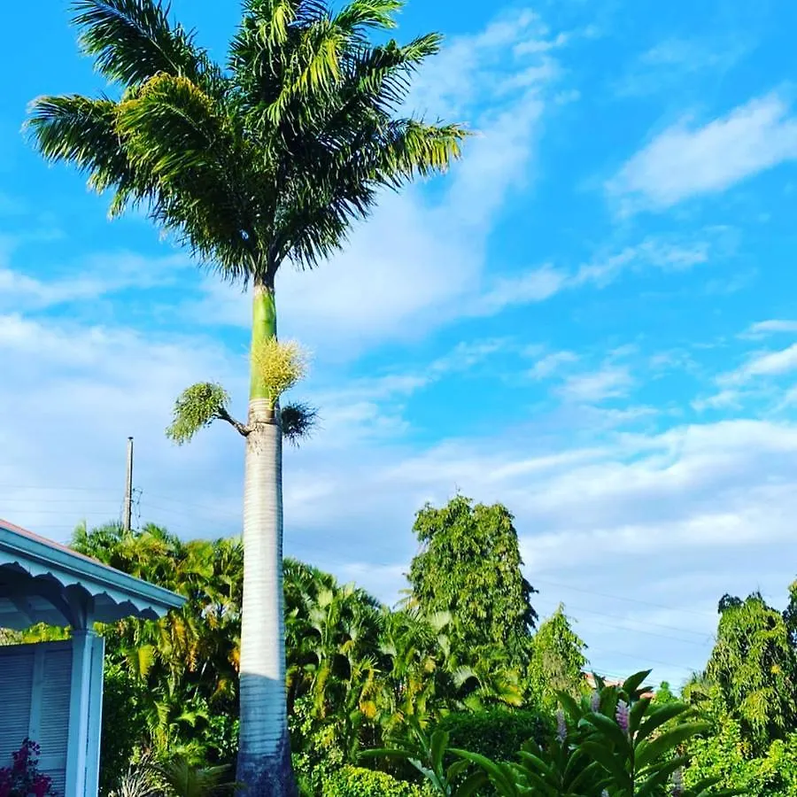 Villa Cajou Chambres D'Hotes Chez L'Habitant Et Zanzibar Cottage Trois-Rivieres Bed & Breakfast
