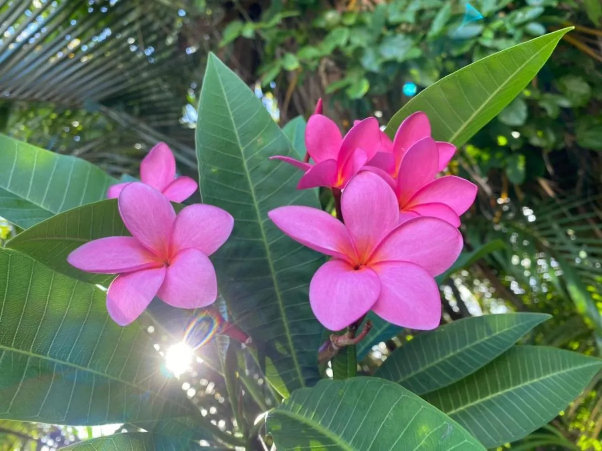 Bed & Breakfast Villa Cajou Chambres D'Hotes Chez L'Habitant Et Zanzibar Cottage Trois-Rivieres Guadeloupe